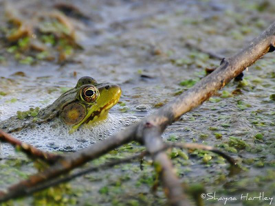 Frog  -  American Bullfrog