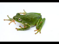 American Green Tree Frog image