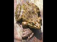 Angola River Frog image