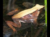Darwin's Frog image