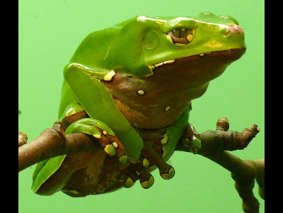 Frog  -  Giant Leaf Frog