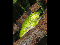 Giant Tree Frog image