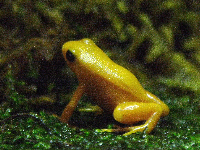 Golden Mantella Frog image