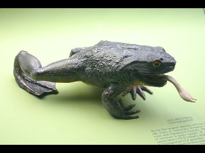 Frog  -  Goliath Frog