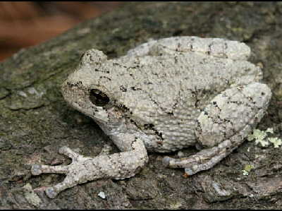 Frog  -  Gray Treefrog