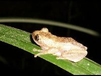 Greater Leaf-folding Frog image