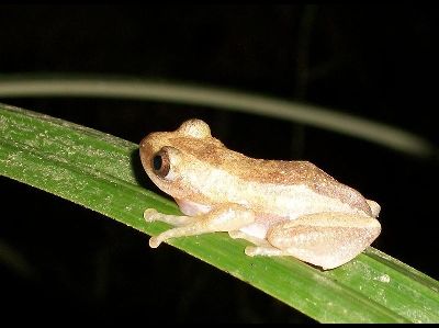 Frog  -  Greater Leaf-folding Frog