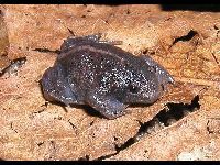 Mexican Burrowing Toad image