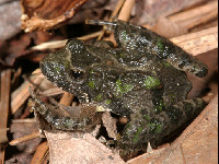 Northern Cricket Frog image