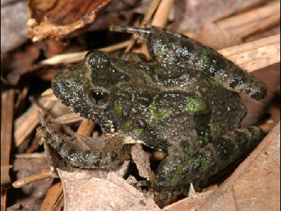 Frog  -  Northern Cricket Frog
