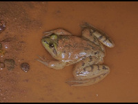 Paradoxical Frog image