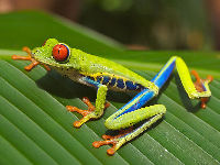 Red-eyed Treefrog image