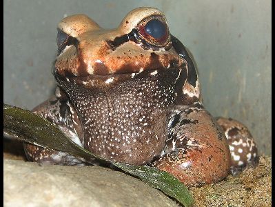 Frog  -  Smoky Jungle Frog