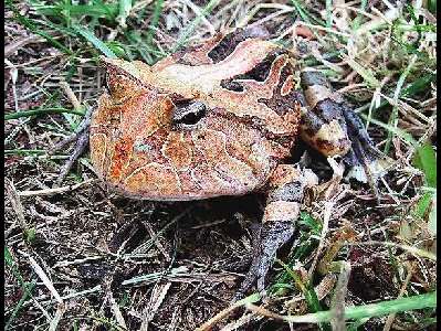 Frog  -  Surinam Horned Frog