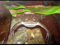 Surinam Toad image