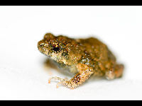 Tungara Frog image