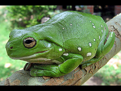 Frog  -  White's Treefrog