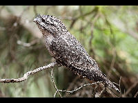 Frogmouth image