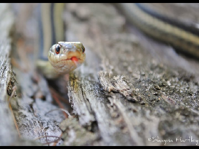 Garter Snake  -  Eastern Garter Snake