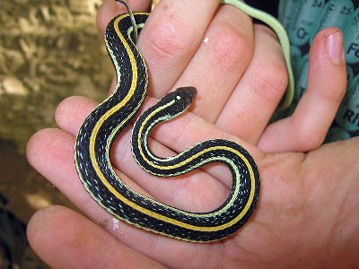 Garter Snake  -  Western Ribbon Snake