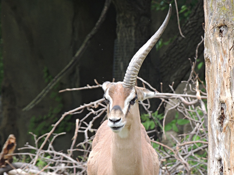 Gazelle Information for Kids