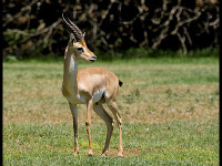 Mountain Gazelle image