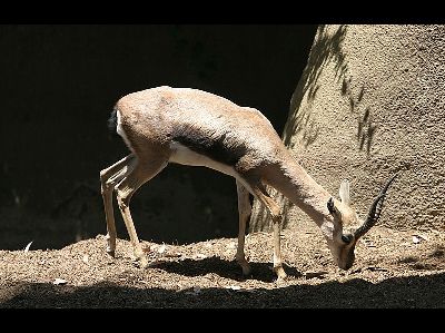 Gazelle  -  Speke's Gazelle