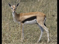 Thomson's Gazelle image