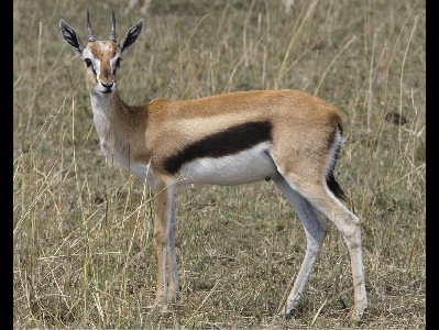Gazelle  -  Thomson's Gazelle