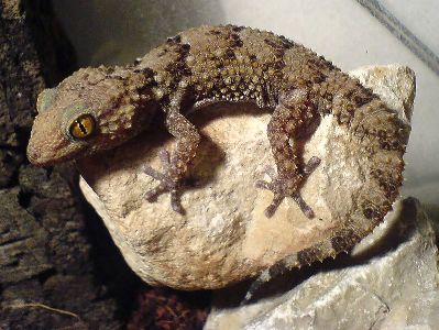 Gecko  