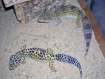 Gecko  -  Leopard Gecko