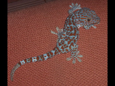Gecko  -  Tokay Gecko