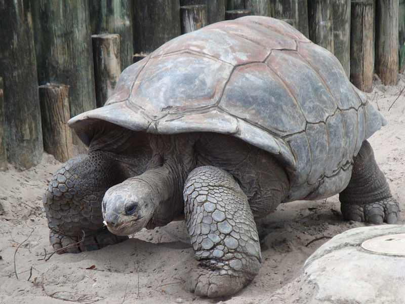 tortoise giant animal species reptile tortoises land turtle testudinidae aldabra galapagos