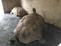 Giant Tortoise image