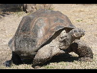 Galapagos Tortoise image