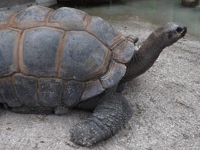 Giant Tortoise  