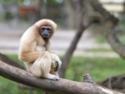 Gibbon  -  Lar Gibbon