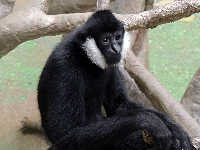 Northern White-cheeked Gibbon image