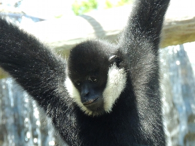 Gibbon  -  Northern White-cheeked Gibbon