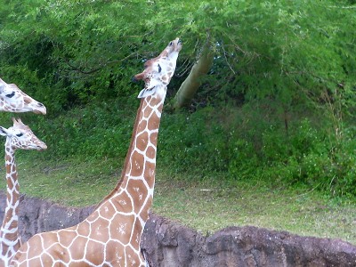 Giraffe  