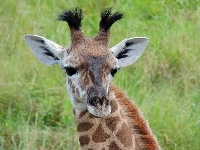 Masai Giraffe image