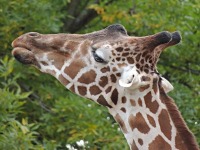 Reticulated Giraffe image