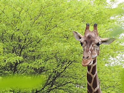 Giraffe  -  Reticulated Giraffe