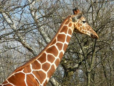 Giraffe  