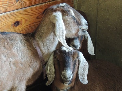 Goat  -  Nubian Goat