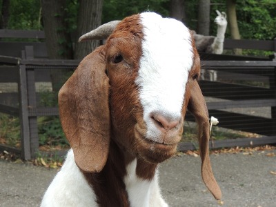 Goat  