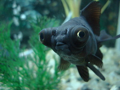 Goldfish  -  Black Moor