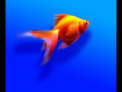 Goldfish  