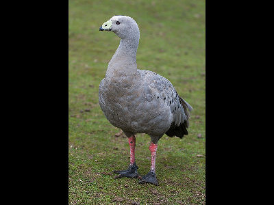 Goose  -  Cape Barren Goose
