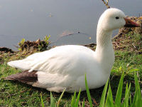 Snow Goose image